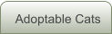 Adoptable Cats