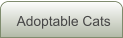 Adoptable Cats