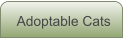 Adoptable Cats